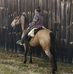 Lura's Gaited Horses Fred Lent - Facebook