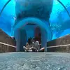 Alfred Leung - @30547068465 - TikTok