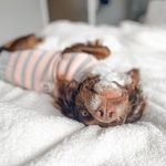 Luna and Fred - @looney_luna_and_fantastic_fred - Instagram