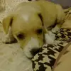 Fred Lorenzo Borges Araujo Alencar  - @fredlorenzo - TikTok