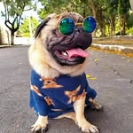 Fred Louis 🐾 - @eufredpug - Instagram