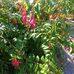 Fred Low - Facebook