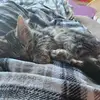 Scar - @tove.fredlow - TikTok