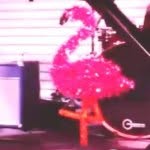 Fred Loya - @fred.loya.the.flamingo - Instagram