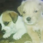 diário de dois titiu - @fred_lunna - Instagram
