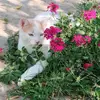 Fred lunno 🐈 - @fredlunno - TikTok