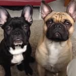Bruce Frug, Fred Frenchie & Mabel English Bulldog - @bruce_fred_mabel_ - Instagram