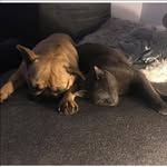 Mabel 🐶 and Fred 🐱 - @mabelandfred - Instagram