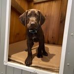 Fred 🐾 - @fred.mackay.gsp - Instagram