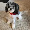 Fred Madden - @pbfred - TikTok