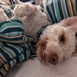 Rasmus Fredborg Madsen - @fredborgmadsen - Instagram