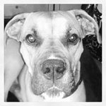 Fred Maes - @maesfred - Instagram