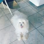 fred maia - @fred_maia_ - Instagram