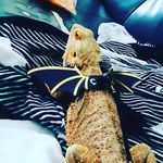 fred  major - @fred_the_dancing_dragon - Instagram
