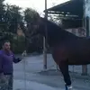 alfredomancuso - @alfredomancuso12 - TikTok