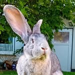 Fred×man×nannte*ihn×auch*Hase - @fred.man.nannte.ihn.auch_hase - Instagram