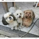 Scott,Thor e Fred Manske - @scott_manske_shihtzu - Instagram