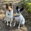 Cece, Fred, & Maple - @maple_cece_fred - TikTok