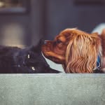 Fred and Maple - @fred_and_maple - Instagram
