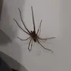 Fred Marchand - @fred.marchand01 - TikTok
