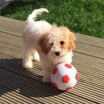 Freddie Masters - @cavachonfred - Instagram