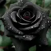 turtle - @fred.maxwell66 - TikTok