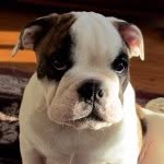 fred mcgowan - @freddiethebulldog - Instagram
