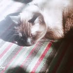 Fred Fufu Lynn McGregor - @fred_the_pessimistic_siamese - Instagram