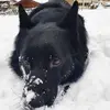 fredmillard770 - @fredmillard770 - TikTok