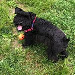 Freddie Mintz-Heller - @freddie_mini_schnauzer - Instagram