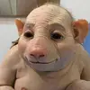 fredmitchel2 - @fredmitchel2 - TikTok