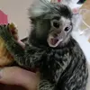 FredTheMonkey - @fredmonkey - TikTok