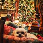 Fred Montesi - @montesifred - Instagram