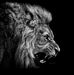 Fred Monti - Facebook