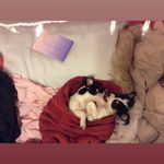 Monti And Fred - @monti_and_fred - Instagram