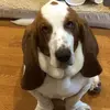 Fred Moorman - @fred_thebasset - TikTok