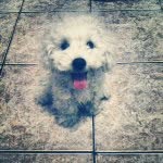 Fred Filho Magalhães Morgado - @fred_perigoso - Instagram