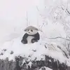 Wilfred Navarro - @wilfred.navarro0 - TikTok