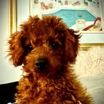 Fred Neil - @wrigley.cavapoo.pup - Instagram