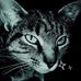 Fredy Fayer Nesser - Facebook