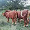 frednevarez81 - @frednevarez81 - TikTok