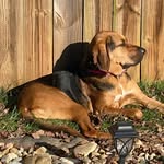 Fred New - @baileyboo_hound - Instagram