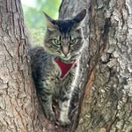 Captain Fred Niblo Thundercat - @captain_fred_niblo_thundercat - Instagram