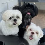 Fred, Nick e Nina - @fred_nick_dogs - Instagram