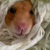 freddie - @notts.fred - TikTok