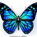 Fred Nowak - Facebook