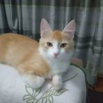 Fred Nowak - @freddnowak - Instagram