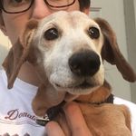 Fred Nunn - @fredthedach - Instagram