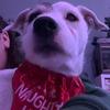 fred - @freddie_the.nutter - TikTok