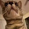annifredoakleycarter - @annifredoakley - TikTok